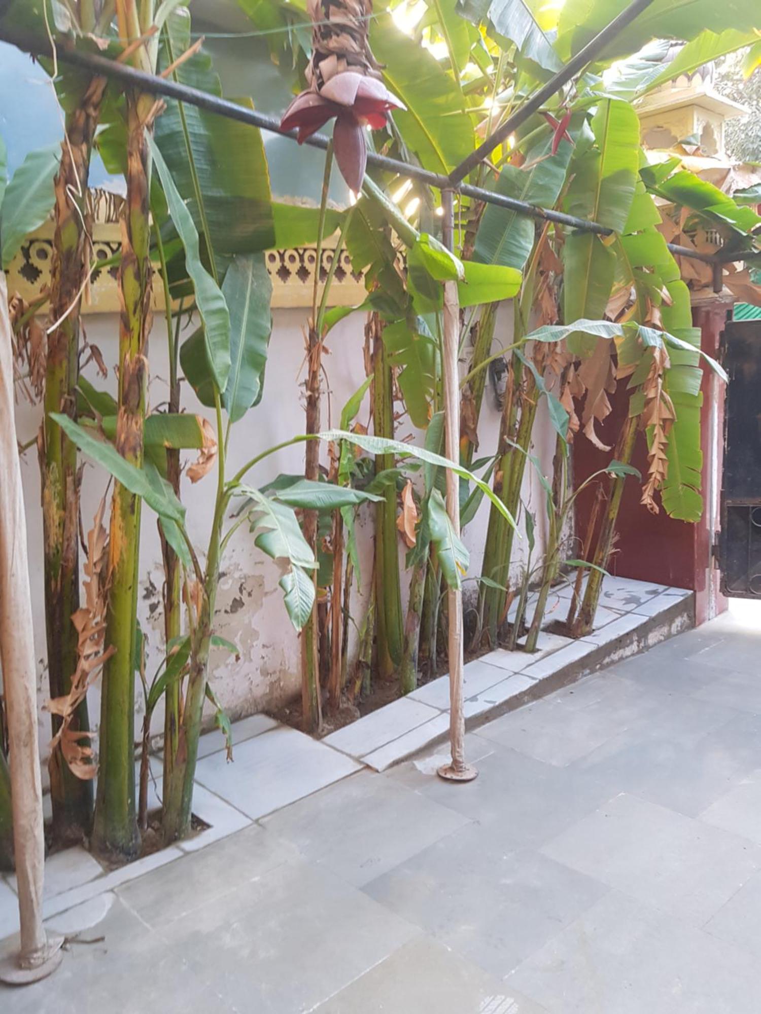 شقة Sureli Haveli جايبور الغرفة الصورة
